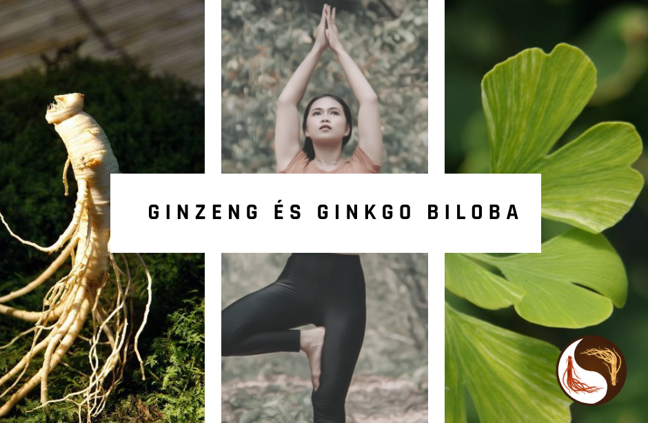 Ginseng és Ginkgo Biloba mi a különbség?