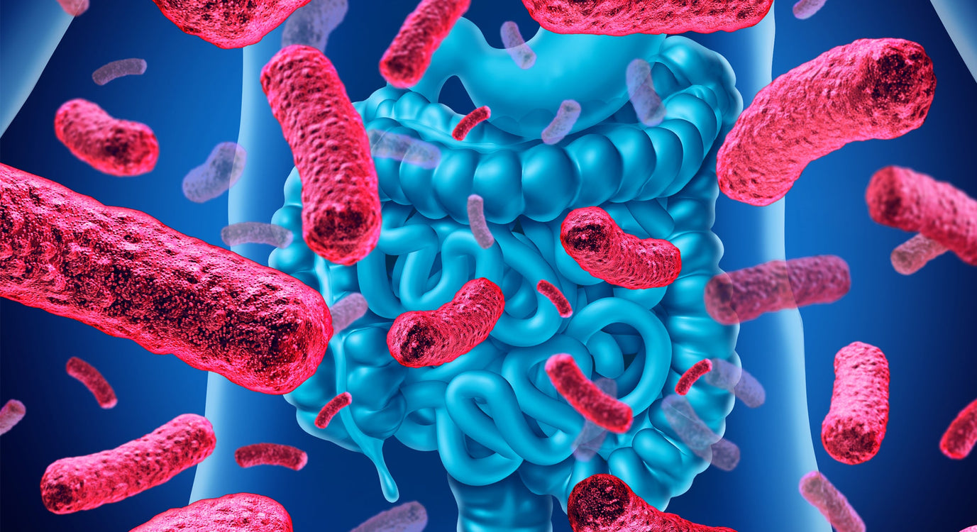 Bélflóra helyreállítása antibiotikum után: a teljes útmutató