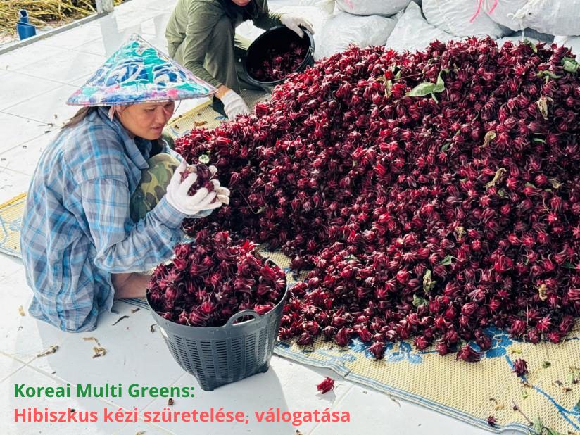 Koreai Multi Greens: Hibiszkusz kézi szüretelése, válogatása